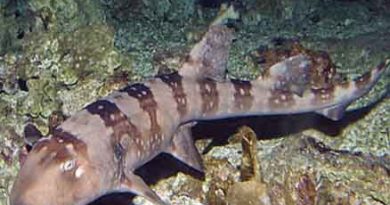 Белопятнистая кошачья акула (Chiloscyllium plagiosum)