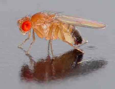 Плодовые мушки, дрозофилы (Drosophila)