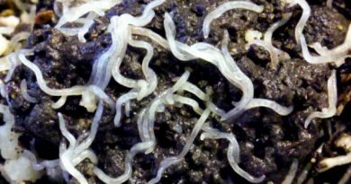 Белый горшечный червь (Еnchhytzaeus albidus)