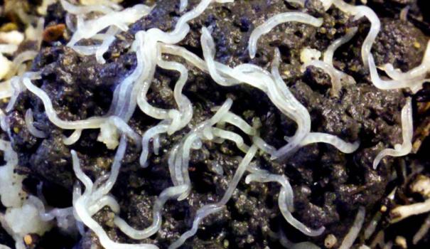 Белый горшечный червь (Еnchhytzaeus albidus)