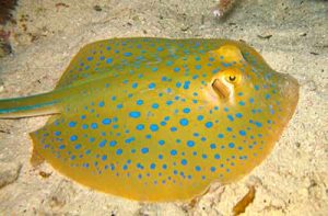 Хвостокол синепятнистый рифовый (Taeniura lymma)