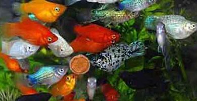 Домашний аквариум - полезные советы