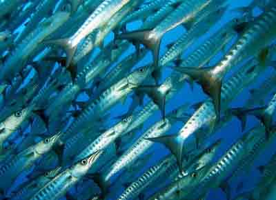 Почему морских видов рыб не так уж и много?