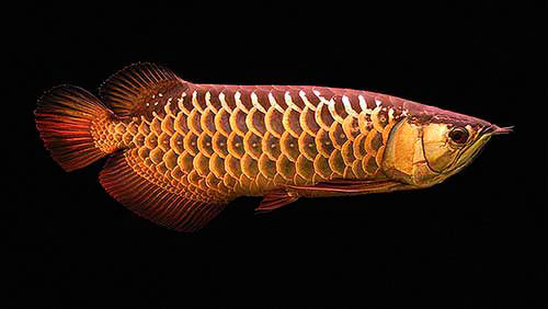 10 самых экзотических пресноводных рыб