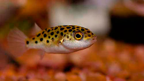 10 самых экзотических пресноводных рыб