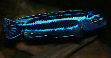 Меланохромис Йоханна (Melanochromis johanni (Eccles, 1973))