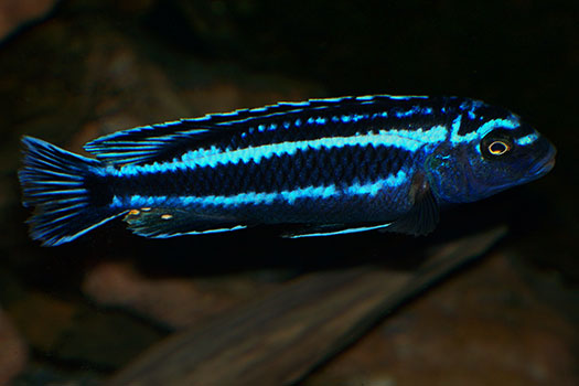 Меланохромис Йоханна (Melanochromis johanni (Eccles, 1973))