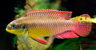 Пельвикахромис пульхер (Pelvicachromis pulcher)