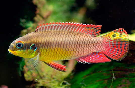 Пельвикахромис пульхер (Pelvicachromis pulcher)