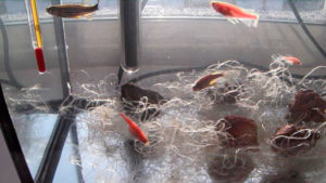 Аквариум для разведения рыб или нерестовой аквариум
