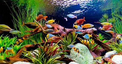 Типы аквариума в соответствии с их назначением