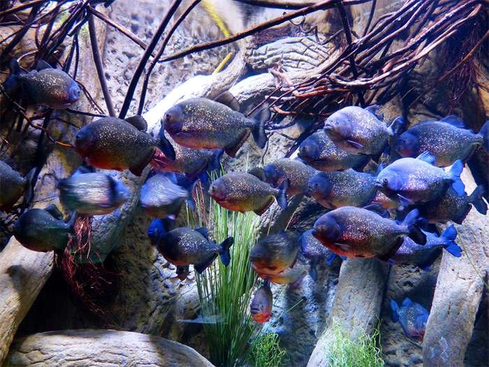 10 наивных вопросов начинающего аквариумиста