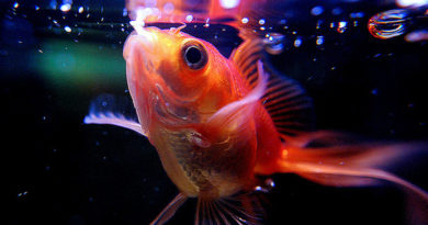 Способы кормления аквариумных рыб и типы продуктов питания