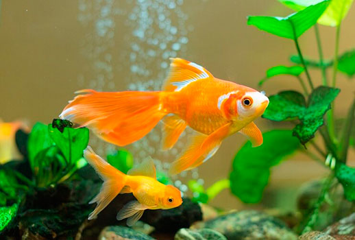 Что нужно знать перед покупкой золотых рыбок
