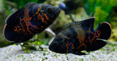 10 самых красивых видов рыб Оскар