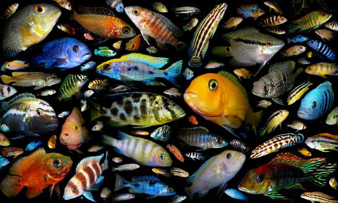 Корм для аквариумных рыбок: какой лучше, виды (живой, сухой, замороженный, растительный), вспомогательные ингридиенты