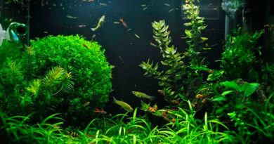 Лучшие аквариумные растения для начинающих