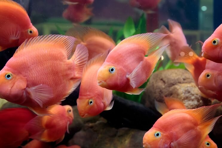 Complete Blood Parrot Cichlid Care Guide: The Unique Hybrid - Fishkeeping World