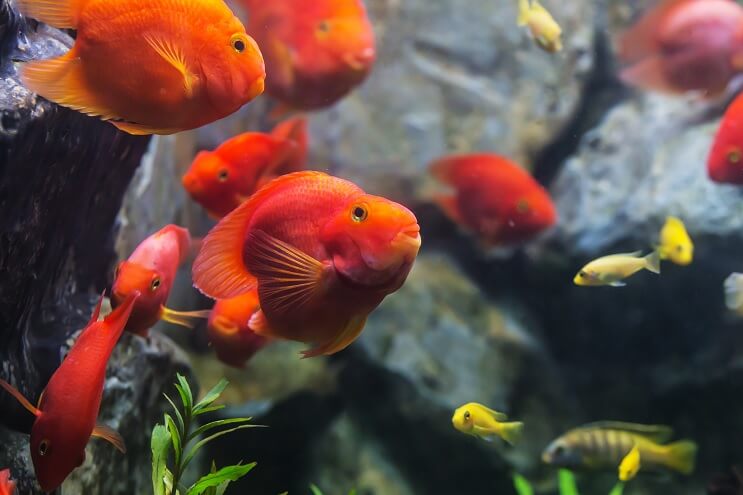 Complete Blood Parrot Cichlid Care Guide: The Unique Hybrid - Fishkeeping World