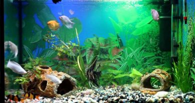 Что можно использовать для декорирования аквариума?