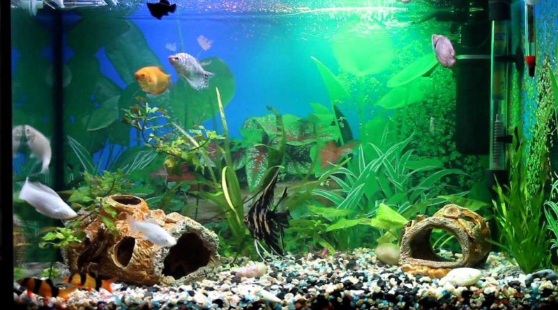 Что можно использовать для декорирования аквариума?