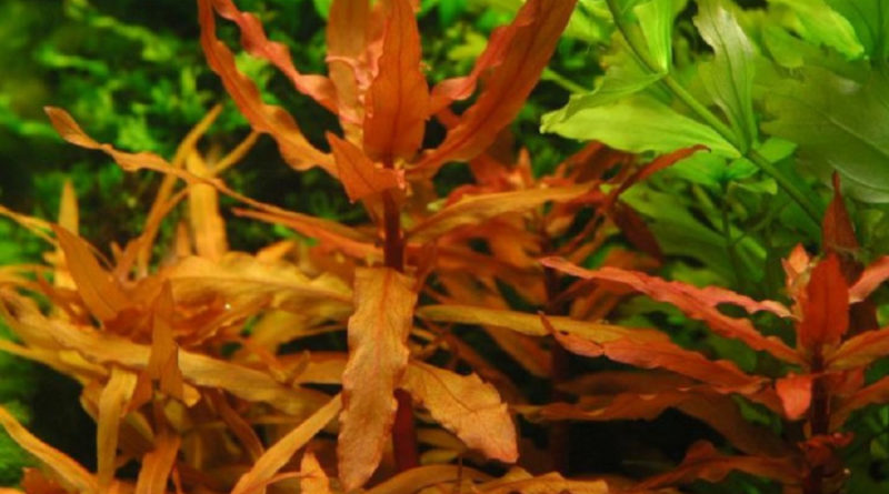 Аммания сенегальская (Ammannia senegalensis)