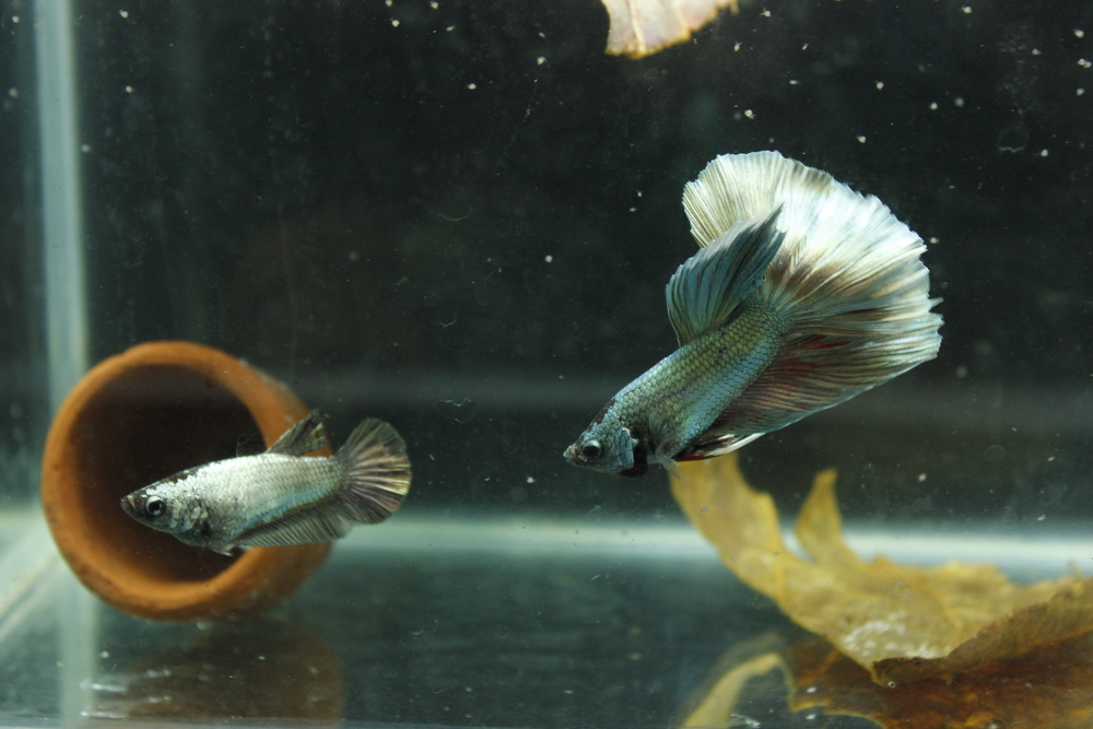 Самка петушка: рыбка-королева вашего аквариума