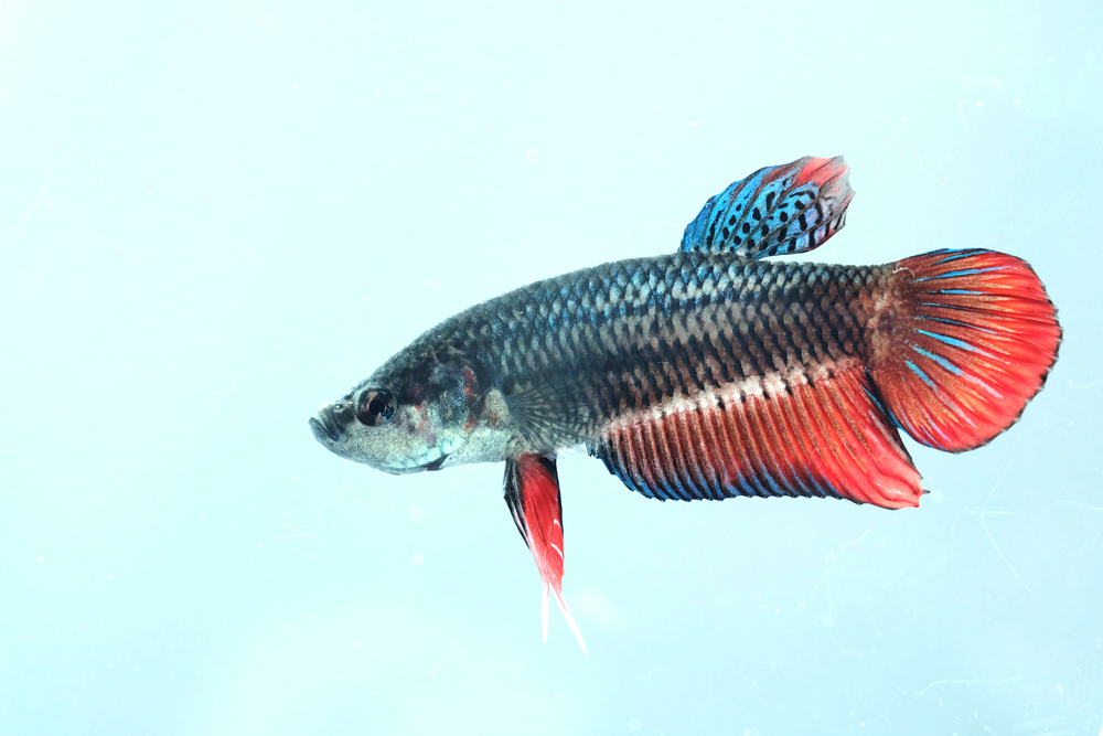 Самка петушка: рыбка-королева вашего аквариума