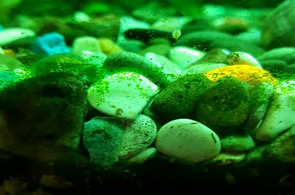 Как удалить пятнистые зелёные водоросли в аквариуме