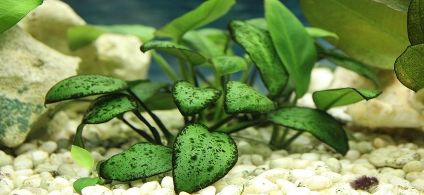 Как удалить пятнистые зелёные водоросли в аквариуме