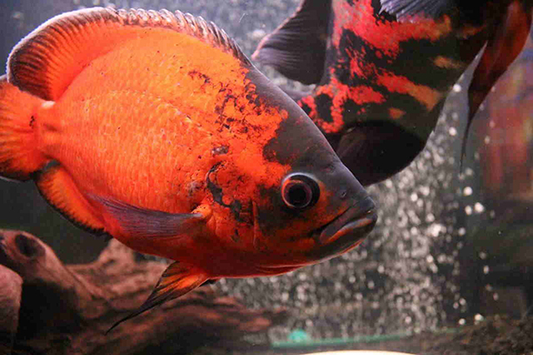 Рыбка Оскар: как содержать и разводить эту агрессивную рыбу