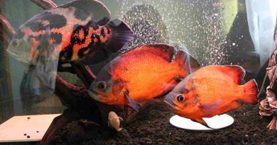 Рыбка Оскар: как содержать и разводить эту агрессивную рыбу