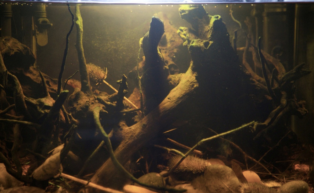 Биотопный аквариум, река Пилкомайо, Парагвай
