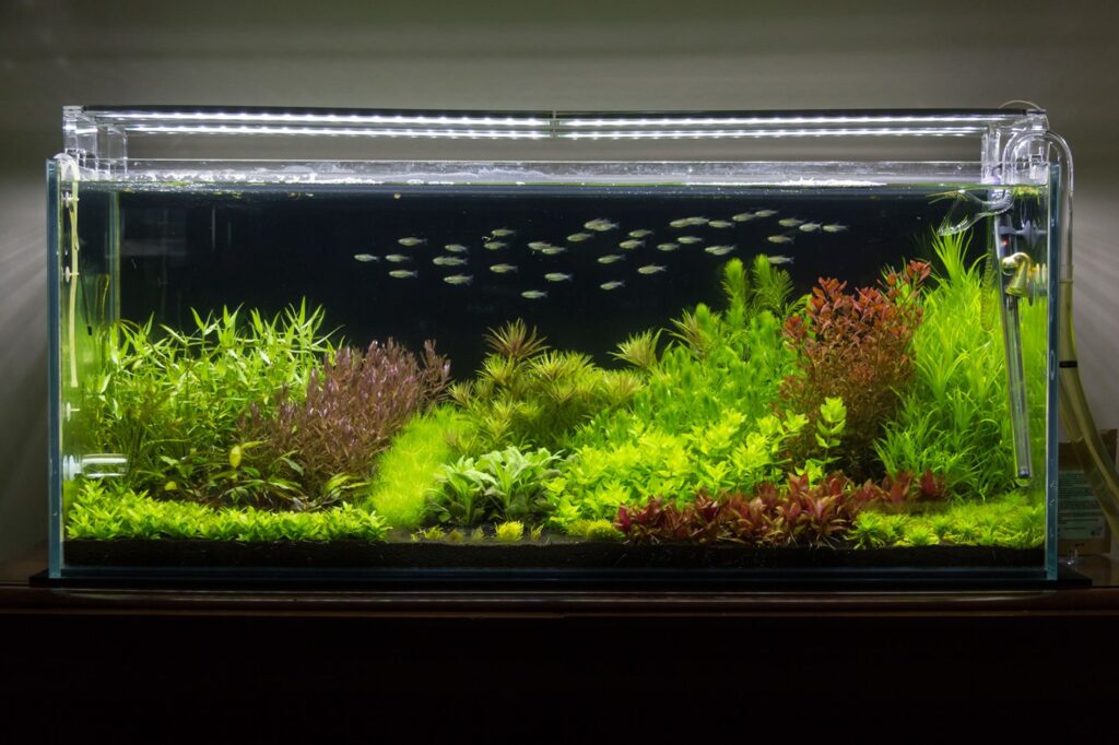 Голландский аквариум на 300 литров