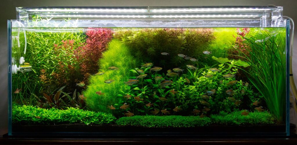 Голландский аквариум на 300 литров