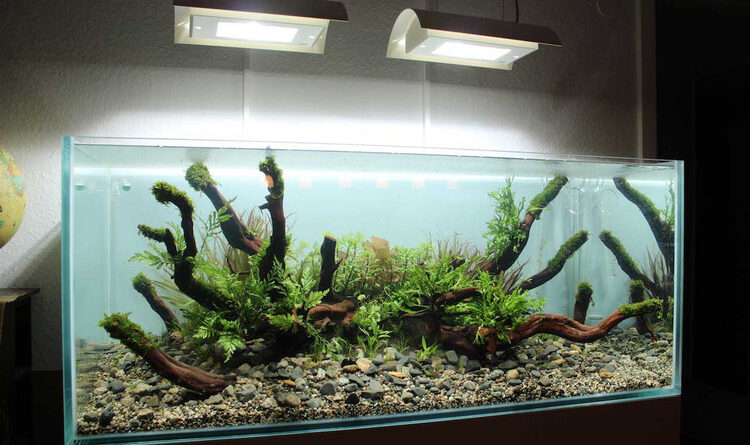 Пошаговое обустройство 300 - литрового аквариума