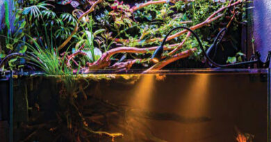 Приток Амазонки. Биотопный аквариум 50 литров