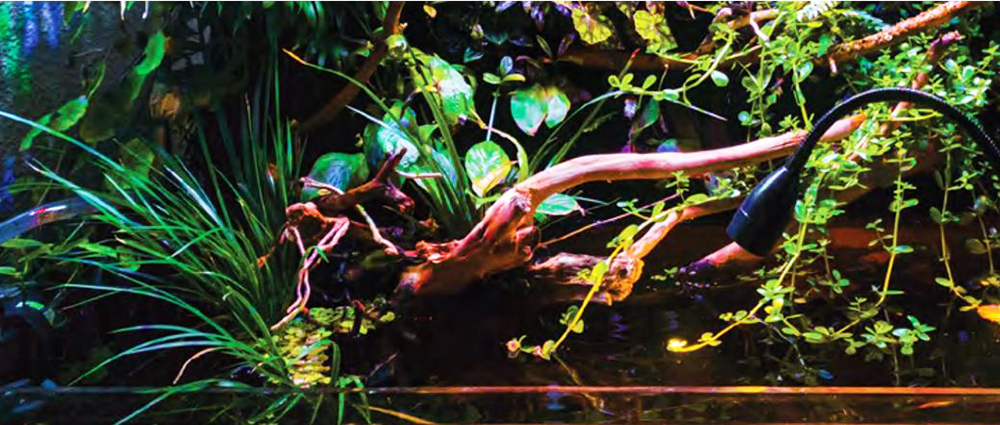 Приток Амазонки. Биотопный аквариум 50 литров