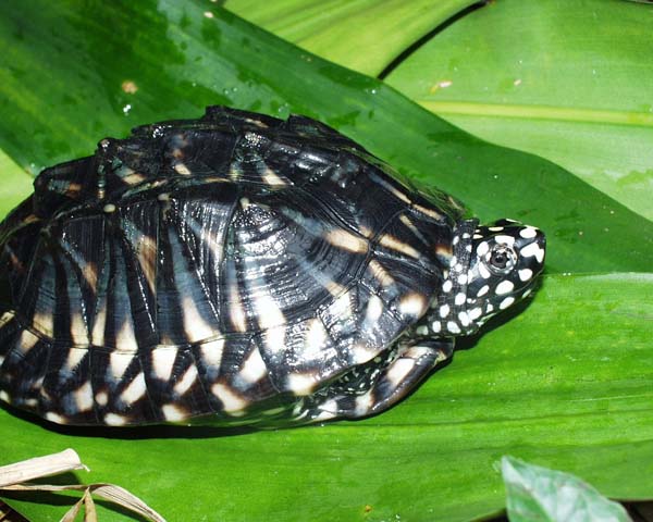 Черепаха Гамильтона (Geoclemys hamiltonii)