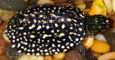 Черепаха Гамильтона (Geoclemys hamiltonii)