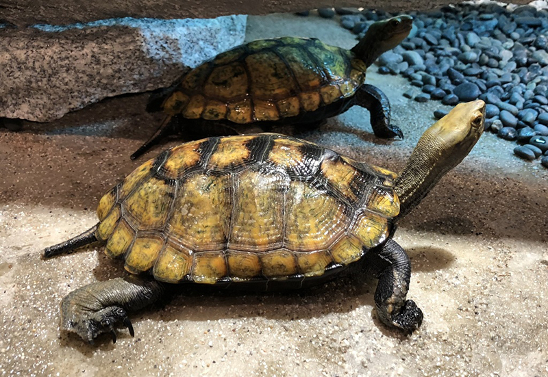 Японская прудовая черепаха (Mauremys japonica)
