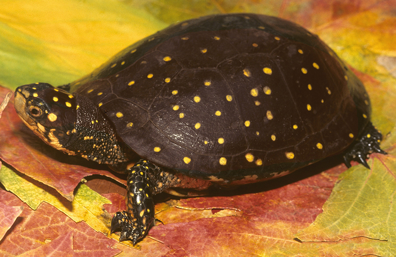 Пятнистая черепаха (Clemmys guttata)