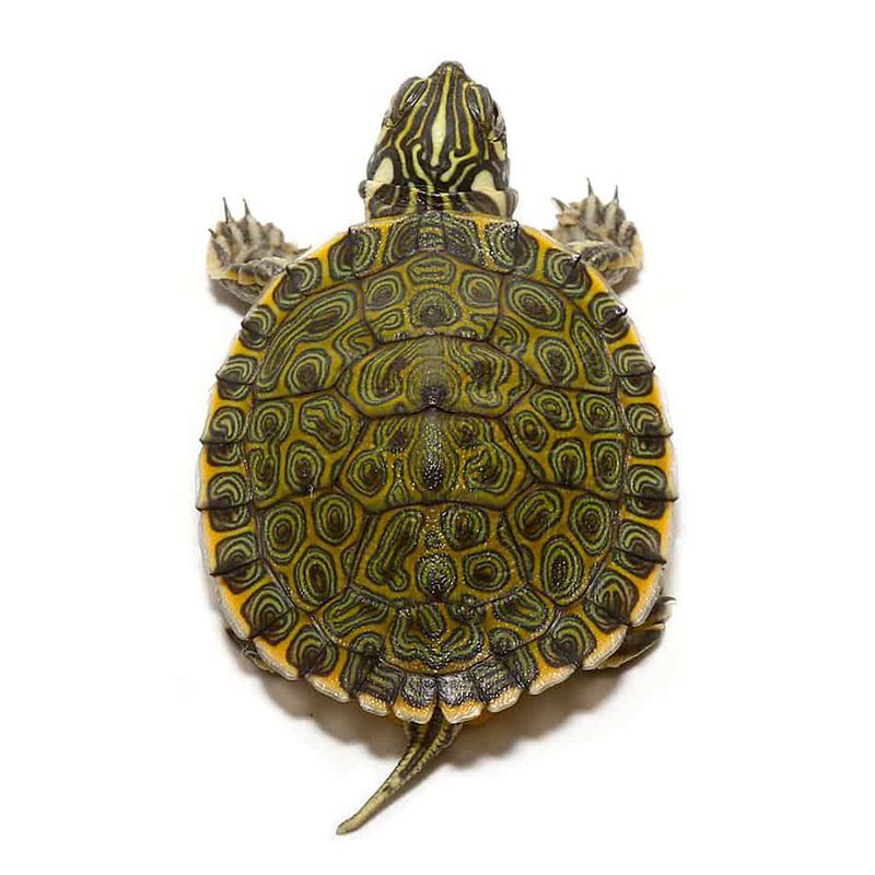Черепаха эмидура краснобрюхая (Emydura subglobosa)