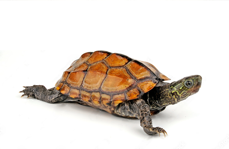 Китайская трёхкилевая черепаха (Mauremys reevesii)