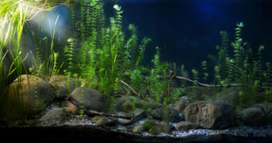 Биотопный аквариум источников Kirkgoz Spring, Анталья, Турция