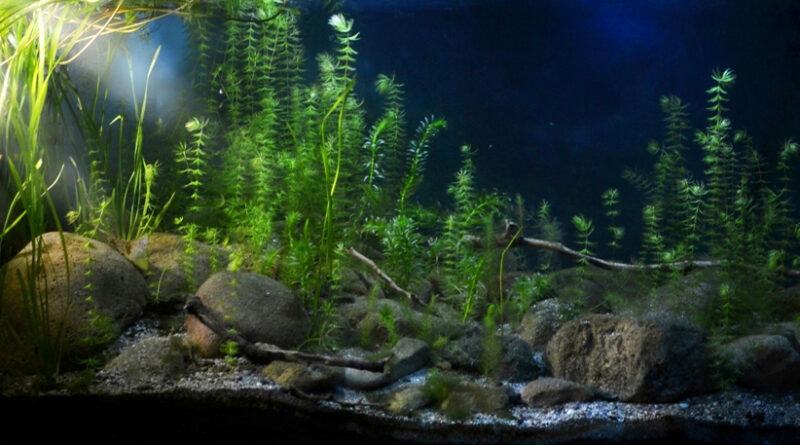 Биотопный аквариум источников Kirkgoz Spring, Анталья, Турция