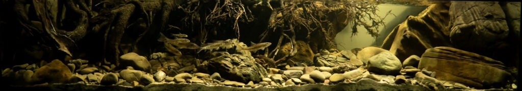 Биотопный аквариум. Берег реки Солинки, недалеко от города Цисна. Бещады горы. Польша.