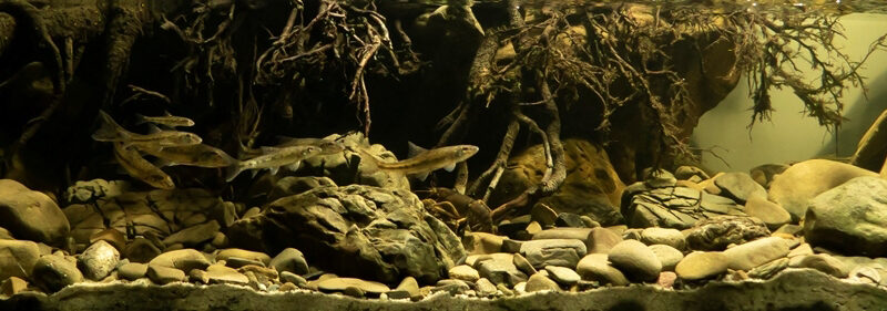 Биотопный аквариум. Берег реки Солинки, недалеко от города Цисна. Бещады горы. Польша.